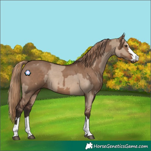 Horse Color:Liver Red Dun  and Liver Red Dun 