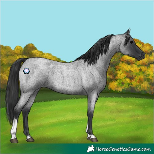 Horse Color:Blue Roan Tobiano 