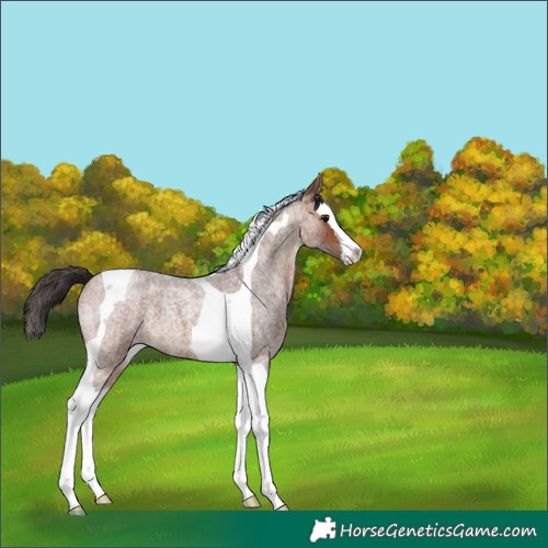 Horse Color:Bay Roan Splash Tobiano 