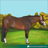 Horse Color:Bay Rabicano