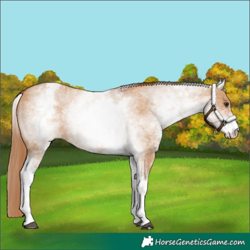 Horse Color:White Spotted Red Dun 