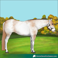 Horse Color:White Spotted Red Dun