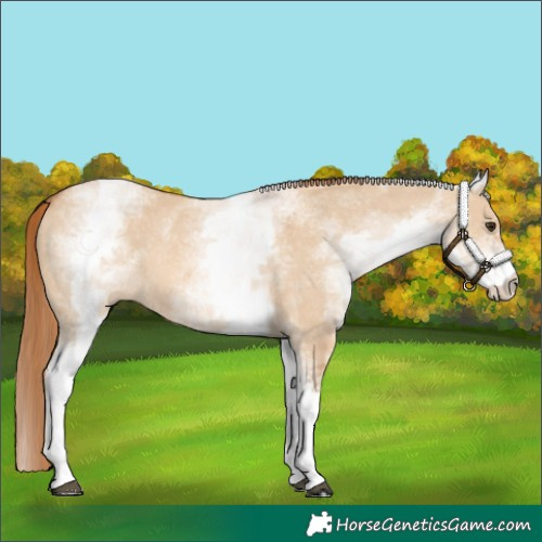 Horse Color:White Spotted Red Dun Rabicano
