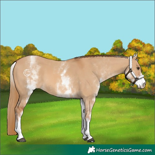 Horse Color:White Spotted Red Dun 