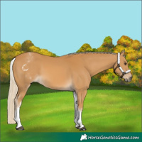 Horse Color:White Spotted Palomino