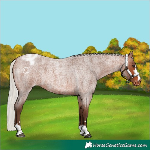 Horse Color:Silver Brown Roan Appaloosa 
