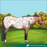 Horse Color:Bay Roan Near Leopard