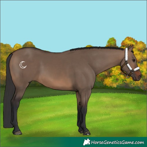 Horse Color:Brown Dun 