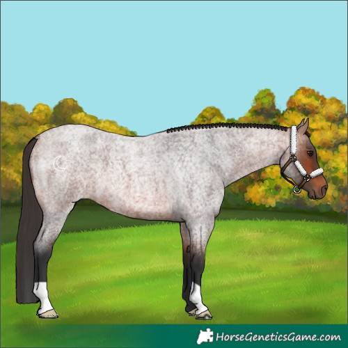 Horse Color:Bay Roan 