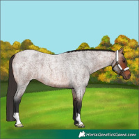 Horse Color:Bay Roan