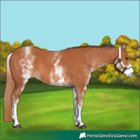 Horse Color:White Spotted Chestnut Rabicano