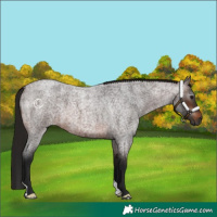 Horse Color:Gray Bay Roan 