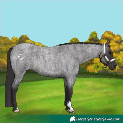 Horse Color:Smoky Blue Roan