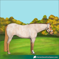 Horse Color:Red Roan 