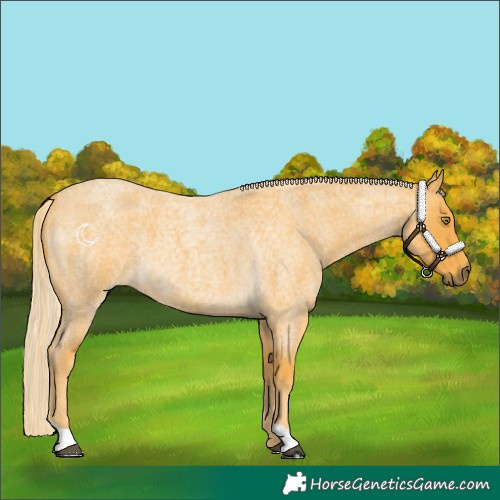 Horse Color:Palomino Roan 