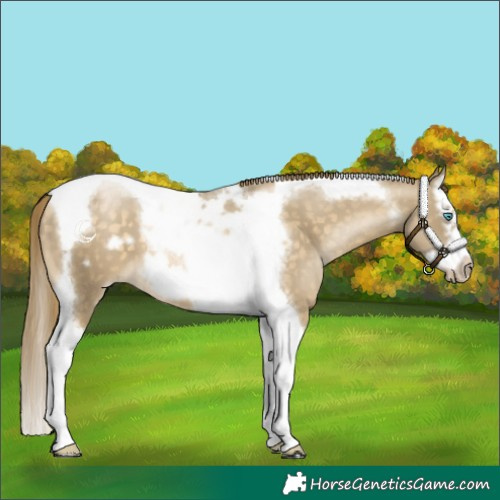 Horse Color:Buckskin Pearl Splash Tobiano Frame 