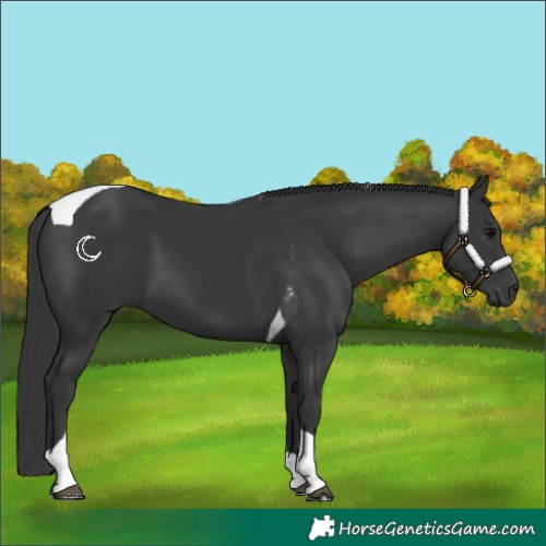Horse Color:Black Tobiano 