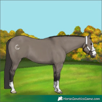 Horse Color:Smoky Grullo 