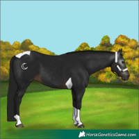 Horse Color:Gray Brown Tobiano 