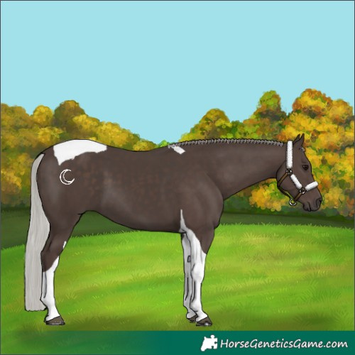Horse Color:Silver Black Tobiano