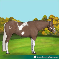 Horse Color:Silver Black Tobiano Frame 