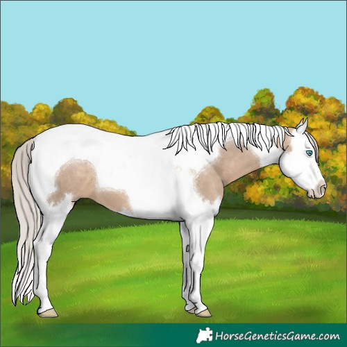 Horse Color:Silver Brown Dun Splash Tobiano