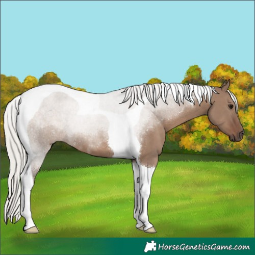 Horse Color:Silver Grullo Tobiano 