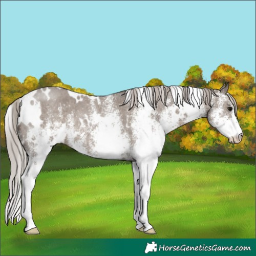 Horse Color:White Spotted Silver Grullo 
