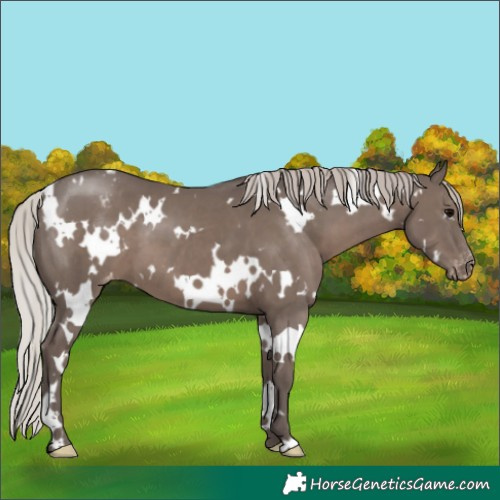 Horse Color:White Spotted Silver Black Appaloosa 