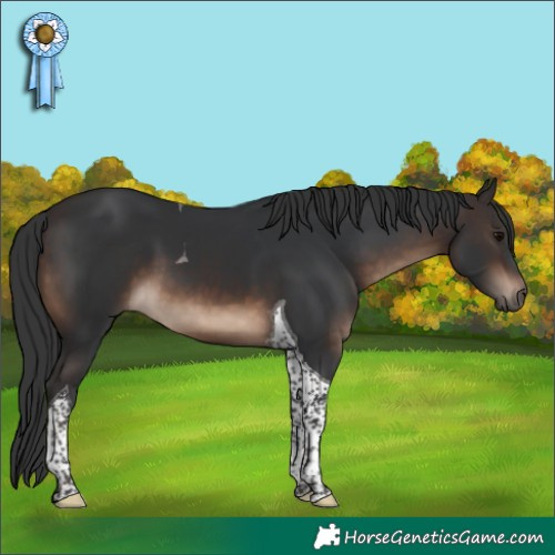 Horse Color:Brown Tobiano 