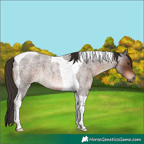 Horse Color:Liver Red Roan Tobiano 