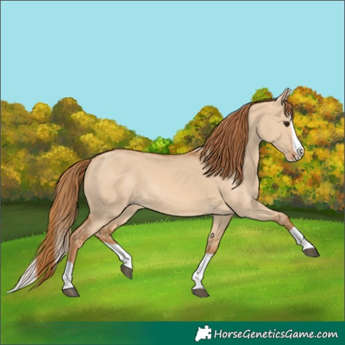 Horse Color:Unknown 