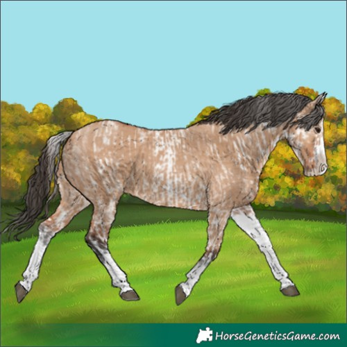 Horse Color:White Spotted Bay Ice Dun Rabicano and White Spotted Bay Dun Splash Rabicano