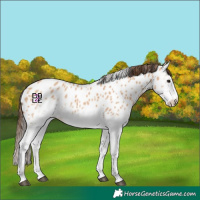 Horse Color:White Spotted Bay Dun Appaloosa