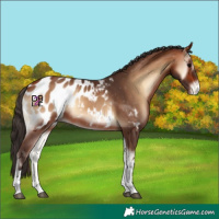 Horse Color:Bay Onyx Tobiano Blanket
