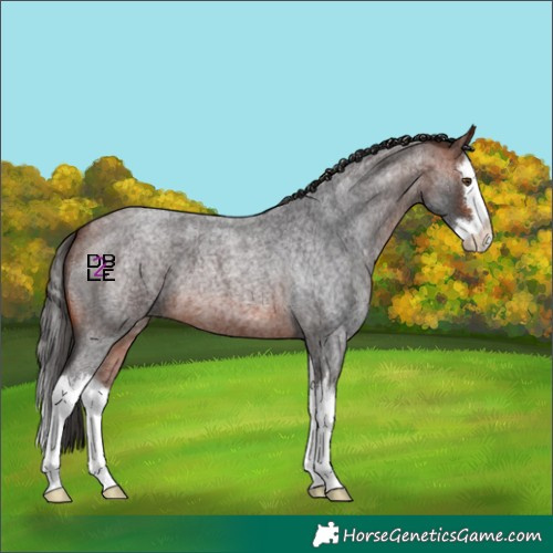Horse Color:Bay Roan Splash 