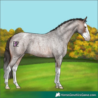 Horse Color:Brown Roan Splash Varnish