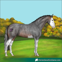 Horse Color:Brown Roan Splash 