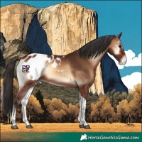 Horse Color:Bay Onyx Tobiano Appaloosa