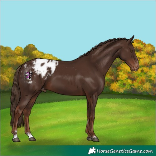 Horse Color:Liver Chestnut Appaloosa 