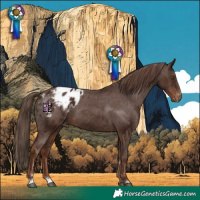 Horse Color:Liver Chestnut Appaloosa