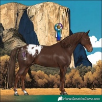 Horse Color:Liver Chestnut Appaloosa 
