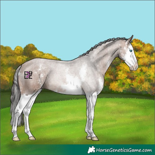 Horse Color:Bay Sabino Splash 
