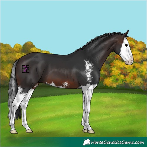 Horse Color:Brown Sabino Splash