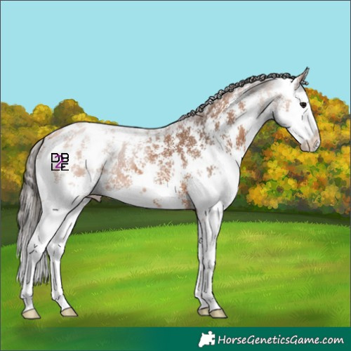 Horse Color:Bay Sabino Splash Appaloosa 