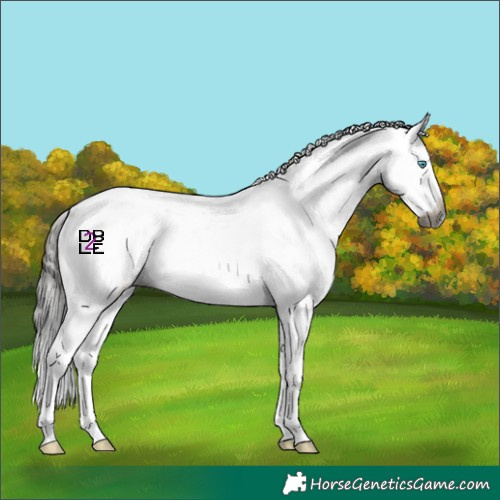 Horse Color:Gray Bay Sabino Splash 