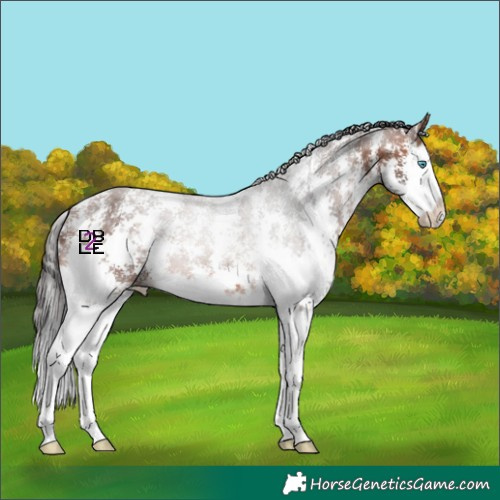 Horse Color:Bay Sabino Splash 