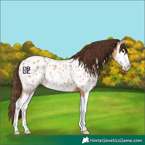 Horse Color:Bay Dun Splash Appaloosa 