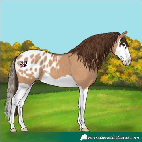 Horse Color:Bay Dun Splash Appaloosa