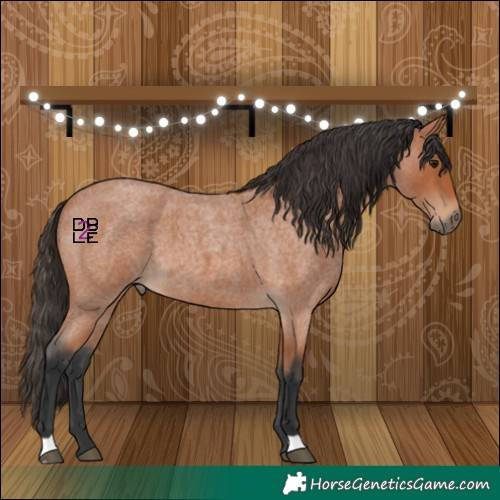 Horse Color:Bay Roan 